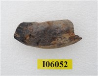 藏品(虎牙)的圖片